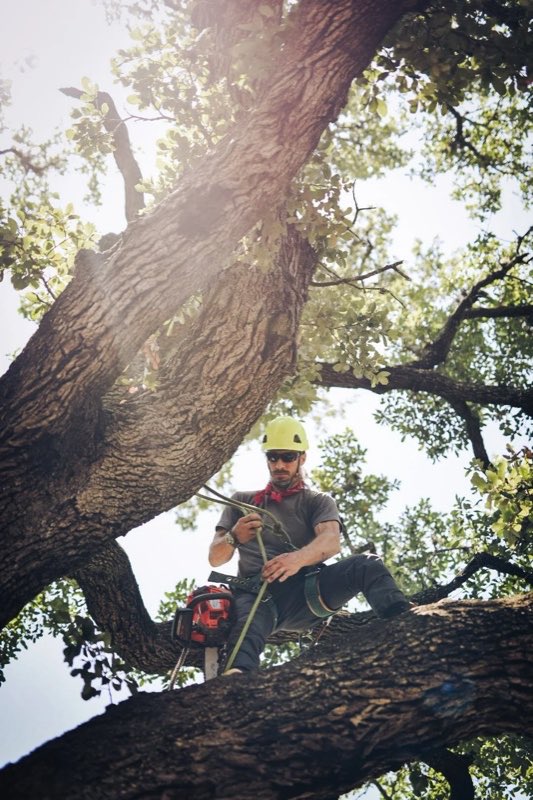 Bramel Harrison working in a live oak canopy, tied in with a climbing line