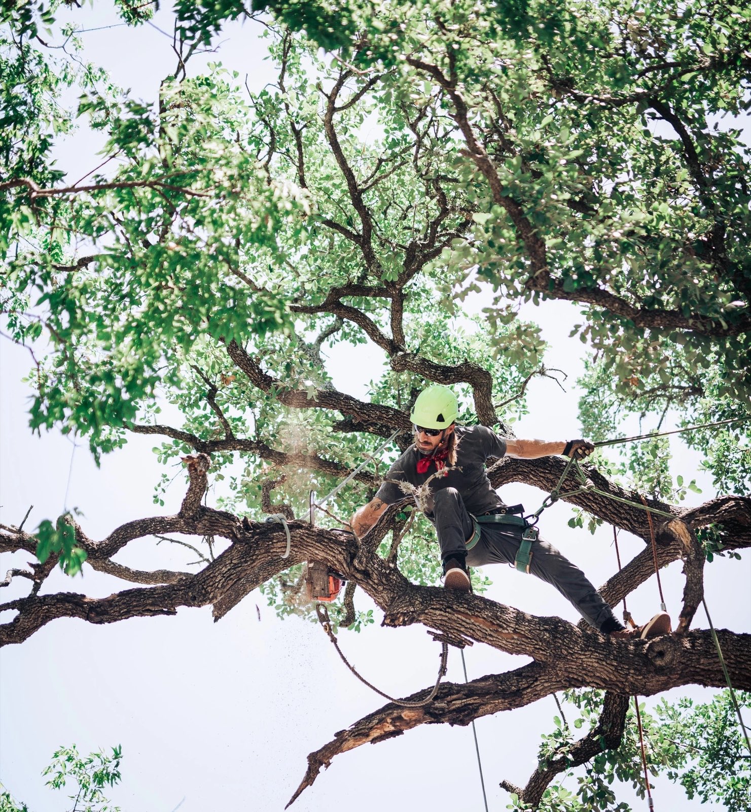Bramel setting a rigging line before cutting a limb out of an oak